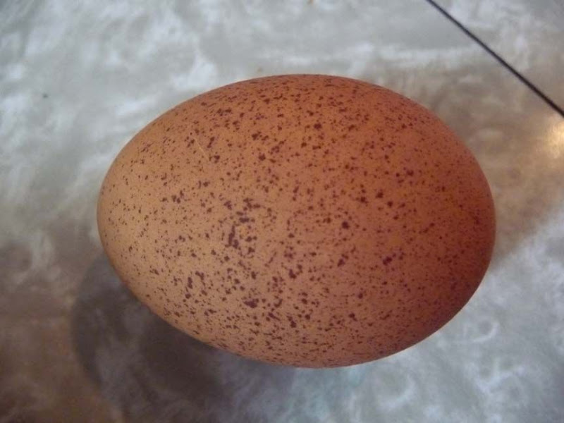 Adventures in Urban Homesteading: She’s got freckles…